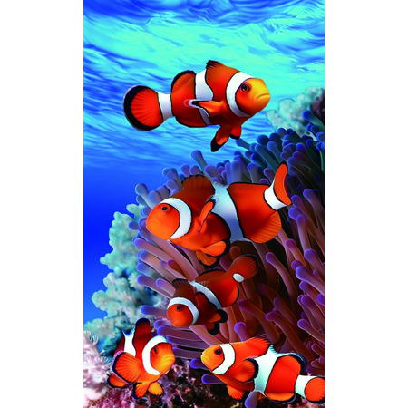 Пленка Форвард (FR-0102) для задней поверхности c рисунком Nemo - GOODMi